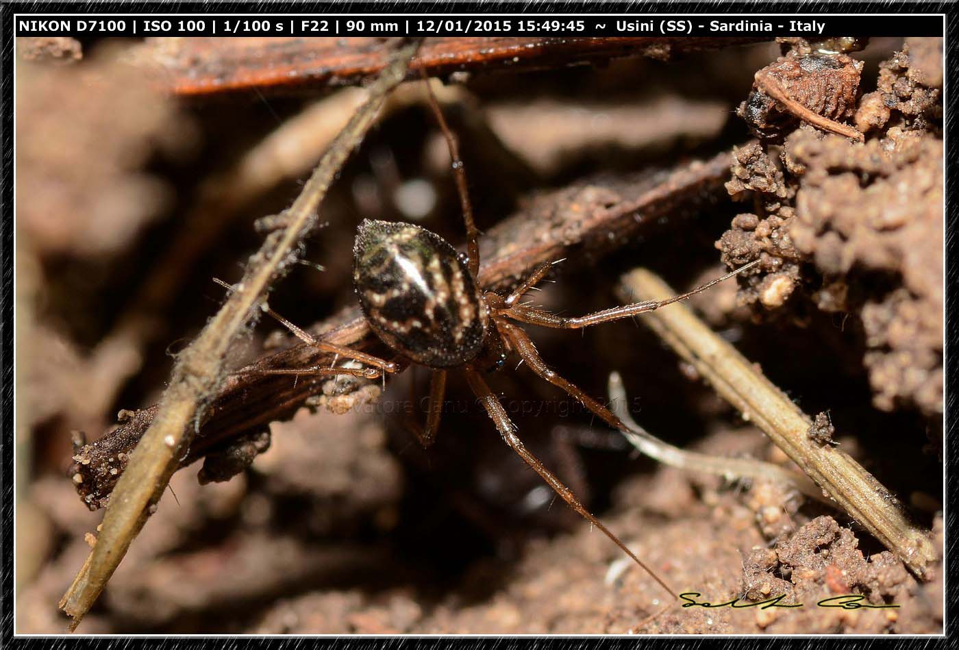 Linyphiidae - Ittiri (SS)